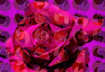 Rose (digitális)
